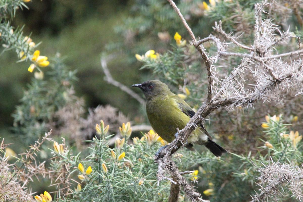 New Zealand Bellbird (Anthornis melanura)